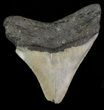 Bargain, Megalodon Tooth - North Carolina #66448-1